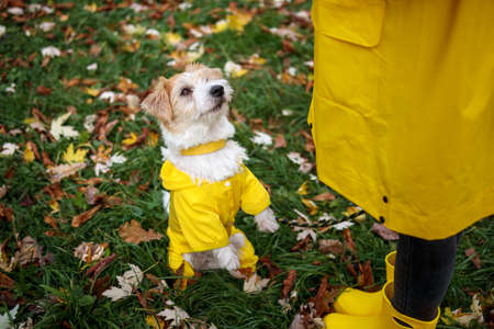 Jack russell terrier in a yellow raincoat stands in front of a girl in the park.の写真素材