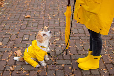 A Jack Russell Terrier puppy in a yellow raincoat sits in an autumn park in front of a girl with an umbrella.の写真素材