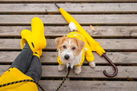 Jack Russell Terrier puppy in a yellow raincoat sits at the feet of a girl in boots.の写真素材