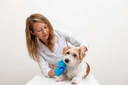 The grooming process in the salon. Girl veterinarian in blue gloves and a white coat trimming Jack Russell Terrier.の写真素材