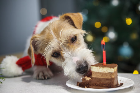 Jack Russell Terrier dog in a red scarf eating a piece of cake with a candle on the background of a...