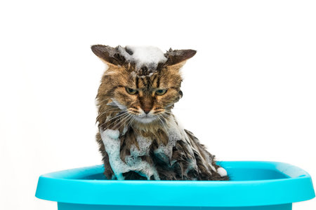 Grooming procedure in a veterinary clinic. Wet cat in a blue basin. isolated on white background.