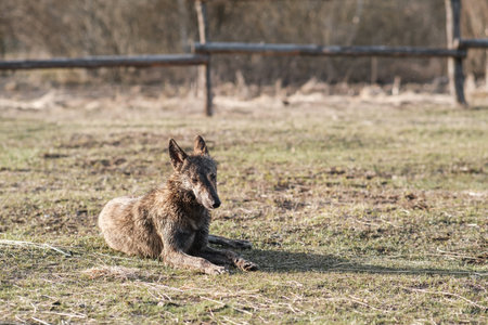 Wild dog hyena lies in a field in early spring. Sunset.