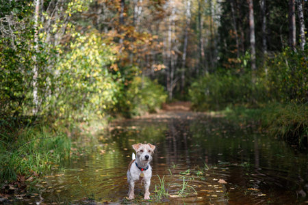 Little Jack Russell Terrier in the autumn forest. Blurred background for the inscriptionの写真素材