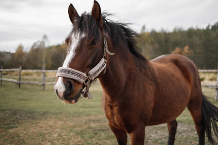 Portrait of a red horse in an aviary on a green meadow.の写真素材