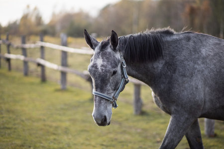 Portrait of the head of a gray horse in an aviary against the backdrop of a green forest.