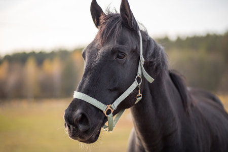 Portrait of a black horse head on a green forest background.