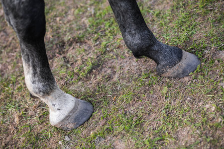 Hooves of a gray horse close-up. The animal stands on a green field.の写真素材