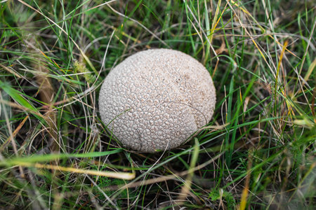 Mushroom Lycoperdon in green grass. view from above.の写真素材