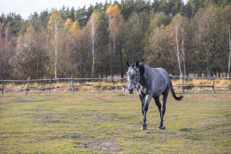 A full-length gray horse walks in an aviary against the backdrop of an autumn forest.