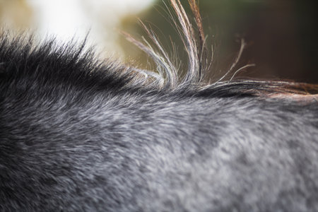 Mane on the body of a gray horse. Blurred background for the inscription.の写真素材