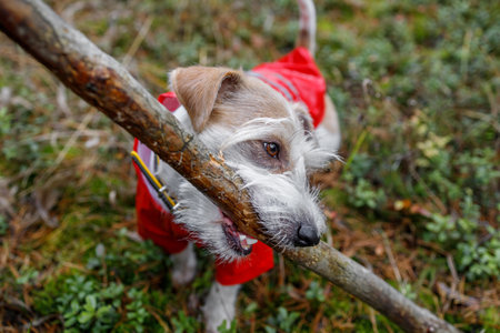 Dog breed Jack Russell Terrier in a red raincoat carries a stick in his mouth in a green forest.