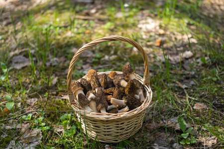 A straw basket with Morchella conica collected in the forest stands on green grass.
