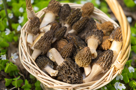 A straw basket with Morchella conica collected in the forest stands on green grass.
