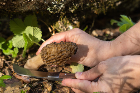 Picking Morchella conica in the forest. The girl cuts the mushroom with a special knife.