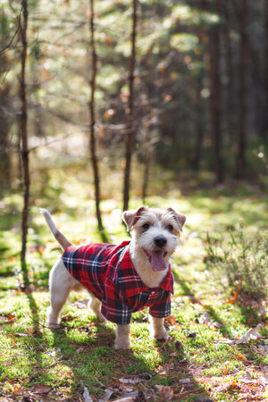 A small wire-haired dog of the Jack Russell Terrier breed in a red plaid shirt stands in a green forest on the road. Blurred background for the inscription.の写真素材