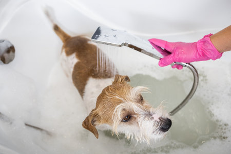 Puppy wire-haired Jack Russell Terrier takes a shower. A girl in pink gloves pours water from a watering can on a dog in a white bath.の写真素材