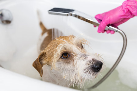 Puppy wire-haired Jack Russell Terrier takes a shower. A girl in pink gloves pours water from a watering can on a dog in a white bath.の写真素材
