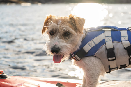 Portrait of a dog breed Jack Russell Terrier in a blue life jacket in the backlight on the lake.の写真素材