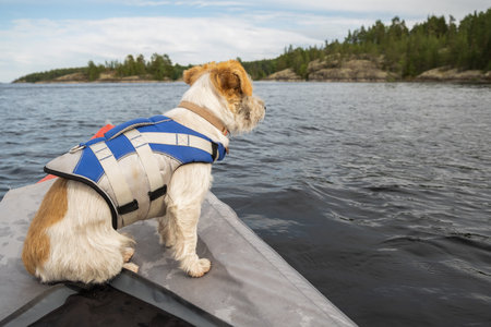 Jack Russell Terrier in a blue life jacket stands on the bow of a red kayak. There is a forest on the horizon. Evening in sunset light. Traveling a dog on a boat.の写真素材