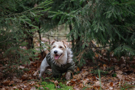 A wire-haired Jack Russell Terrier with a beard in a khaki jacket stands in fir branches. military dog concept. Blurred background for the inscription.の写真素材