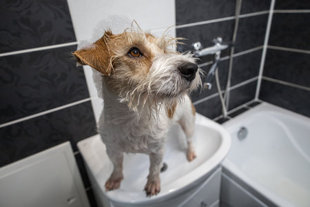 grooming procedure. Jack Russell Terrier stands in a white washbasin in a black bathroom. The dog is wet.の写真素材
