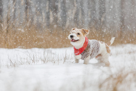 Dog in a red knitted scarf and brown sweater. Jack Russell Terrier stands in the forest in the snowfall. Blurred background for the inscription. christmas concept.の写真素材