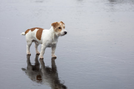 Dog breed Jack Russell Terrier on the ice of a frozen lake. Ice skate marks.の写真素材