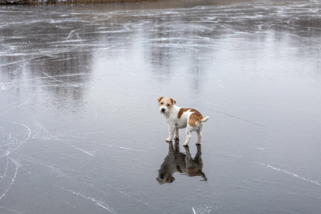 Dog breed Jack Russell Terrier on the ice of a frozen lake. Ice skate marks.の写真素材