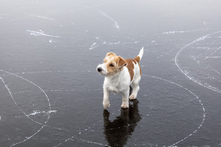 Dog breed Jack Russell Terrier on the ice of a frozen lake. Ice skate marks.の写真素材