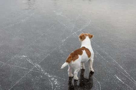 Dog breed Jack Russell Terrier on the ice of a frozen lake. Ice skate marks.の写真素材