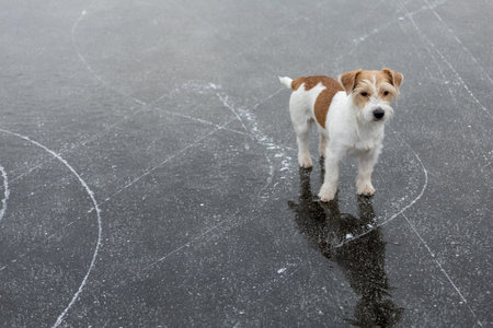 Dog breed Jack Russell Terrier on the ice of a frozen lake. Ice skate marks.の写真素材