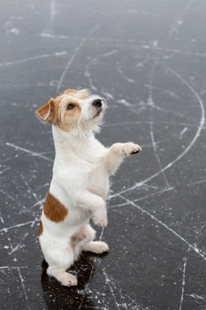 Dog breed Jack Russell Terrier on the ice of a frozen lake. Ice skate marks.の写真素材