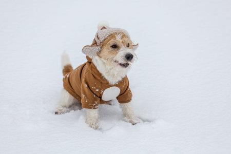 Jack Russell Terrier in a hat with earflaps and a brown jacket sits on white snow. Blur for inscription.の写真素材