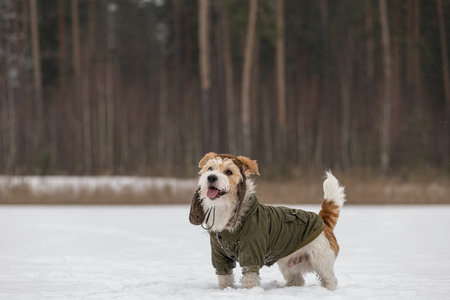 Jack Russell Terrier in a green jacket and hat with earflaps. snowing. Dog in the forest in winter....