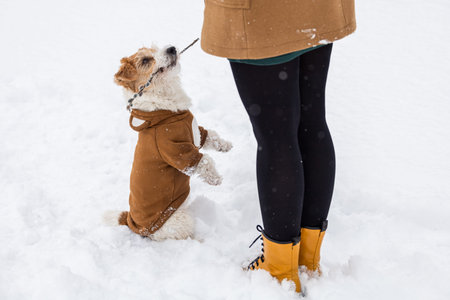 Dog on the background of trees in the park. Portrait of a Jack Russell Terrier dressed as a bear...