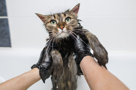 Washing the cat in the bathroom. animal care procedure.