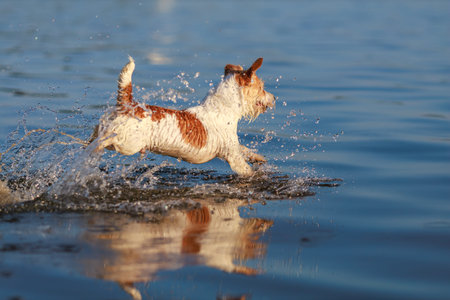 The dog runs on the water. Wirehaired wet Jack Russell Terrier on the seashore. Sunset