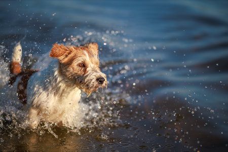 The dog runs on the water. Wirehaired wet Jack Russell Terrier on the seashore. Sunsetの写真素材