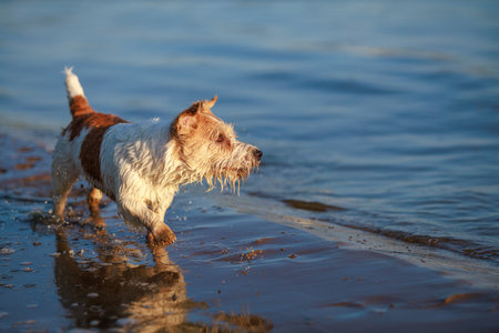 Dog breed Jack Russell Terrier runs along the seashore at sunset. Place for an inscriptionの写真素材