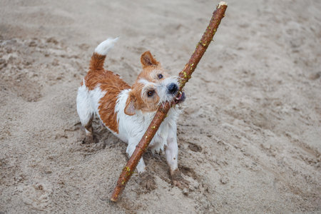 Jack Russell Terrier carries a stick in its mouth. Playing with a dog in the sand.の写真素材