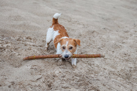 Jack Russell Terrier carries a stick in its mouth. Playing with a dog in the sand.の写真素材