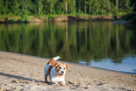 Jack Russell Terrier stands on the river bank against the backdrop of a green forest. Blur background for inscription.の写真素材