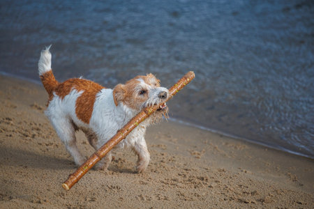 Jack Russell Terrier runs along the river bank. The dog carries a stick in his teeth.の写真素材