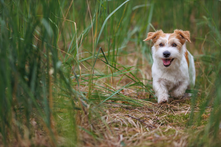 Close up photo of a germen shepherd dog lying in grass during a summer walk. High quality photo.