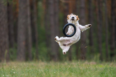 Dog breed Jack Russell Terrier in a red raincoat carries in his mouth a jumping ring toy in a green forest.の写真素材
