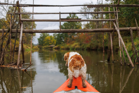 A wire-haired Jack Russell terrier stands on the bow of a red water kayak. Dog in nature on board a...