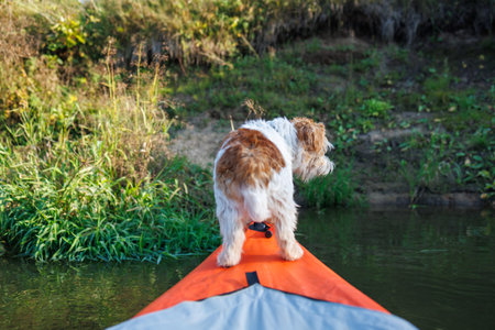 A wire-haired Jack Russell terrier stands on the bow of a red water kayak. Dog in nature on board a boat. Animal on a hike. Sunset on the river.の写真素材