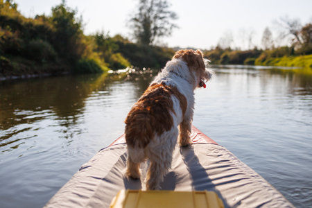 A wire-haired Jack Russell terrier stands on the bow of a red water kayak. Dog in nature on board a boat. Animal on a hike. Sunset on the river.の写真素材