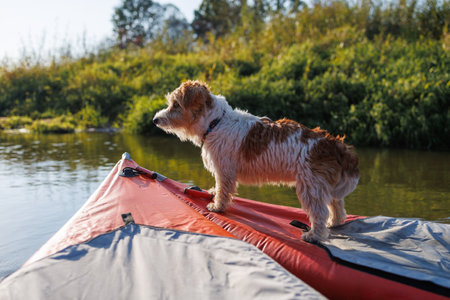 A wire-haired Jack Russell terrier stands on the bow of a red water kayak. Dog in nature on board a boat. Animal on a hike. Sunset on the river.の写真素材